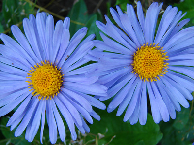 蓝色的花朵