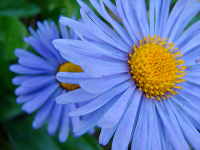 蓝色的花朵紧紧地