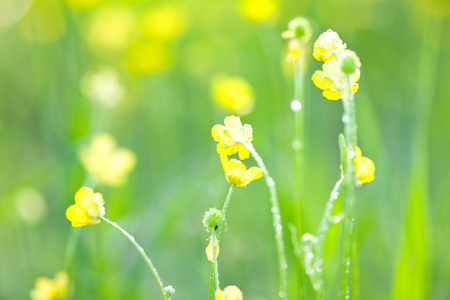 花( flower的名词复数 ) 花朵 开花植物 精华照片