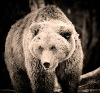 欧洲棕熊在夏天的森林景观。大棕熊在森林里。棕褐色的艺术写真