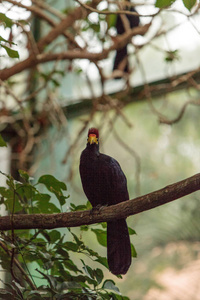 罗斯 Turaco 鸟 Musophaga rossae