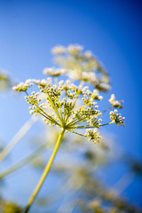 峨参樟子松花