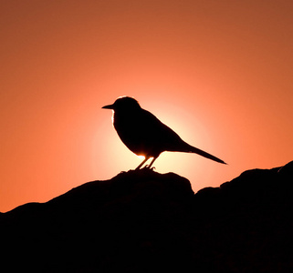 地球上的鸟类图片