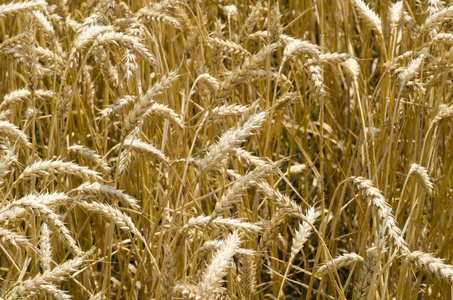 成熟的小麦丁香的夏日,收获前的特写视图照片