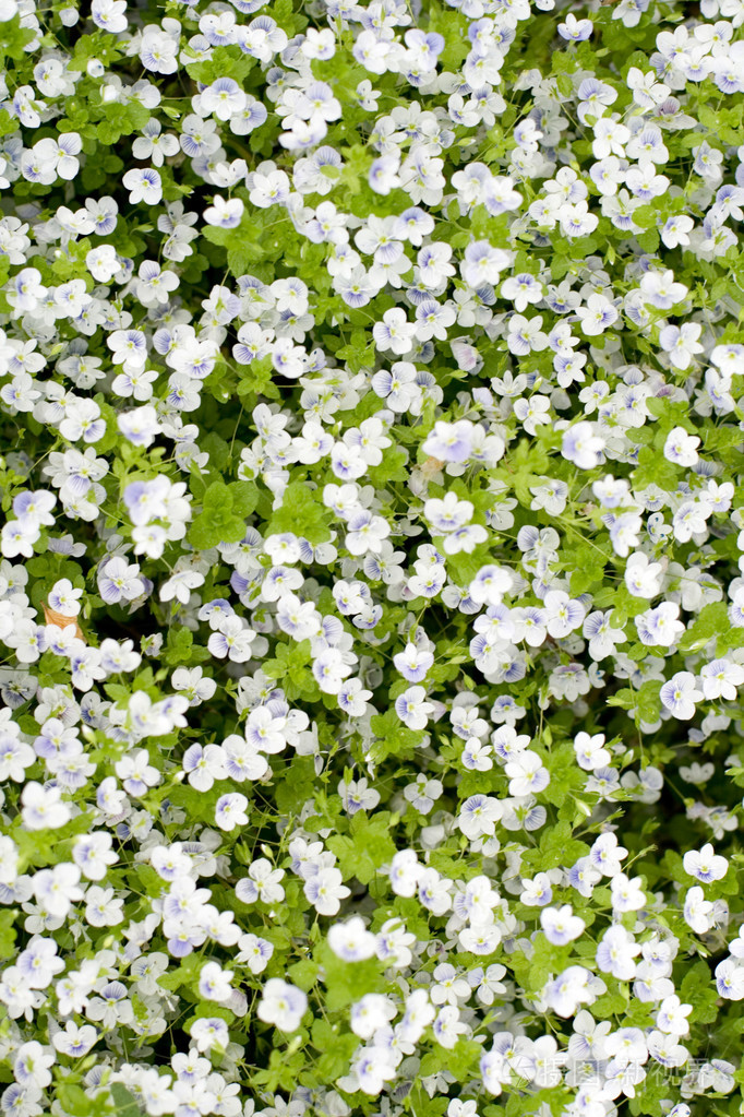 小可爱的花在草地上