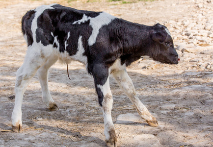 小牛在苗圃头荷斯坦奶牛奶牛场图片
