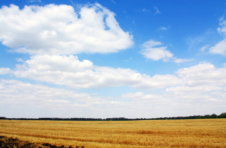 夏季景观