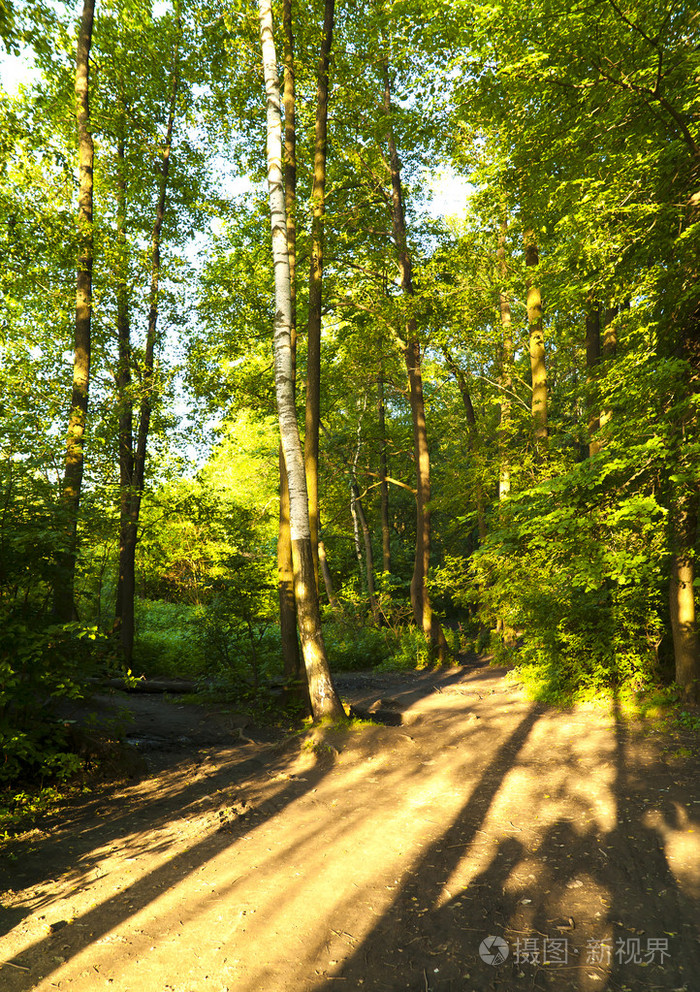 森林 丛林 (森林似的)一丛 一片