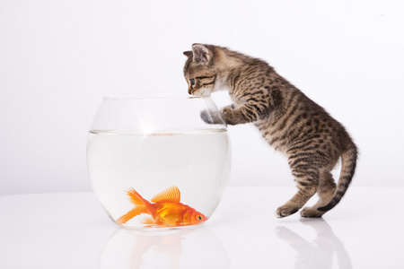 家猫和金鱼照片