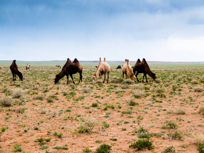 骆驼在蒙古戈壁沙漠的景观