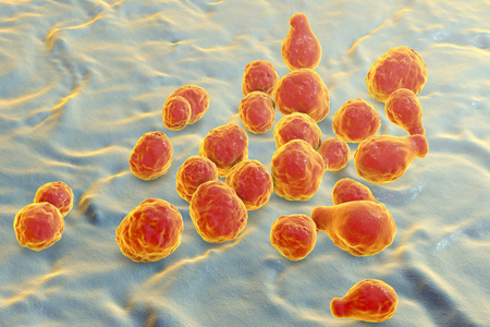 致病性酵母菌隐球菌图片