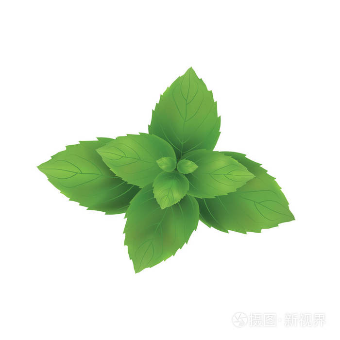 薄荷矢量图.薄荷叶绿色