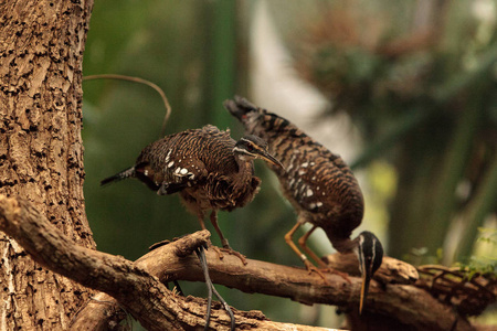 Sunbittern 鸟 Eurypyga helias