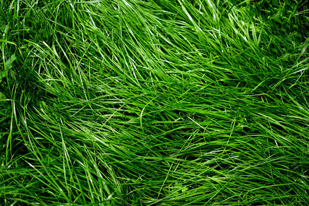 新鲜的绿草，在草坪上