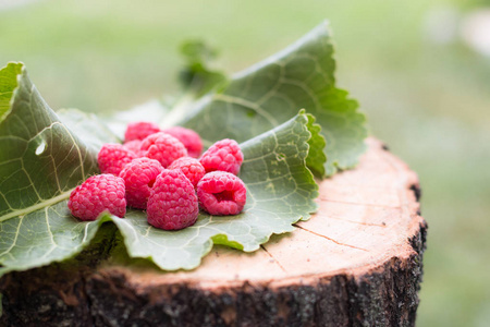 叶山莓浆果模糊背景健康饮食 lifesty