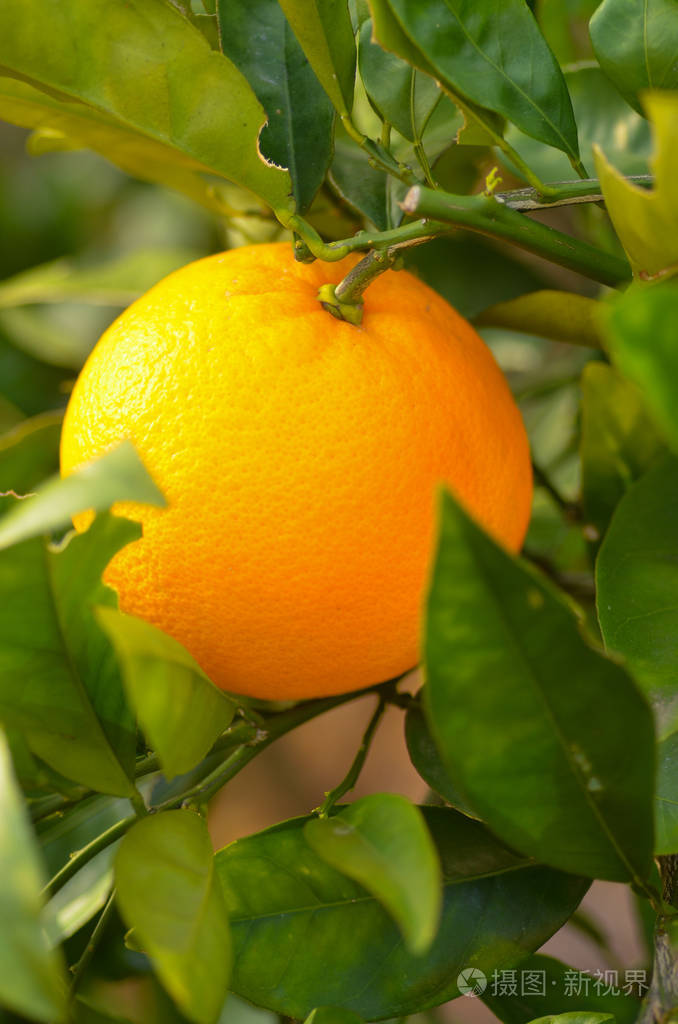 柑桔橙色水果种植园在户外