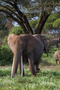 非洲大象在树附近。肯尼亚非洲