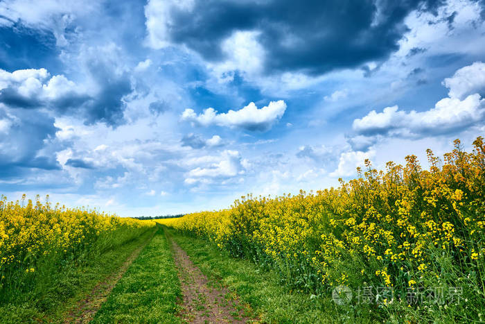 地面道路在油菜黄花田美丽的春天风景