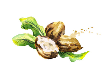 乳木果坚果黄油与绿色的树叶.水彩手绘插图照片