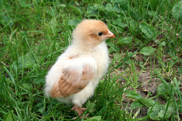 绿草如茵的小鸡