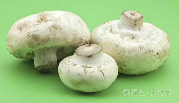 蘑菇mushroom的名词复数如蘑菇般生长迅速的事物