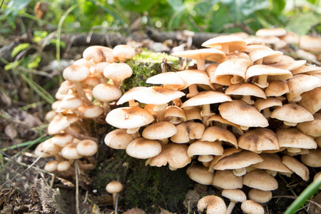 可食用的蘑菇蜂蜜木耳的特写