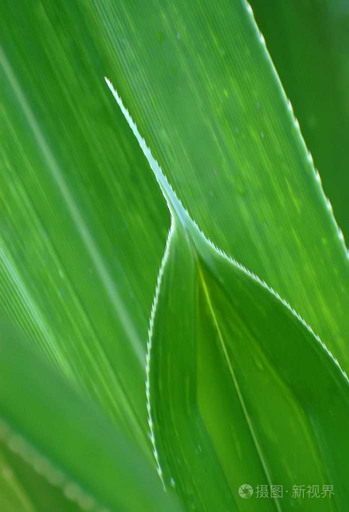 树叶花瓣leaf的复数页leaf的名词复数叶子有状叶的金属薄片