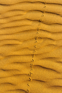 在沙漠中的波浪沙滩上鸟的足迹