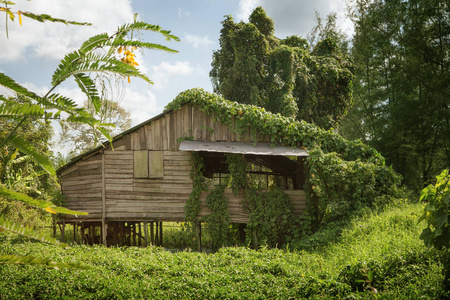 环境竹在夏季环境好的竹棚子的视图照片
