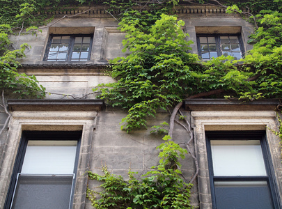 绿色常春藤生长在公寓楼上