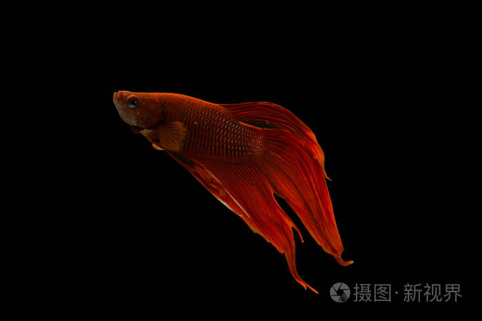 红色的鱼在黑色背景上战斗