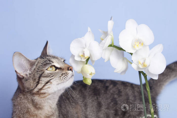 狸花猫嗅花香的白色兰花