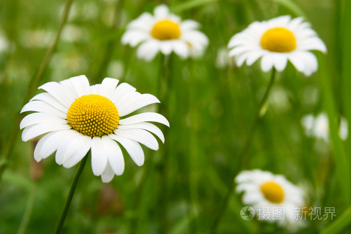 美丽的洋甘菊特写