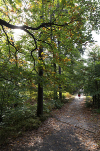 野生的秋天风景在捷克瑞士与砂岩岩石，捷克共和国