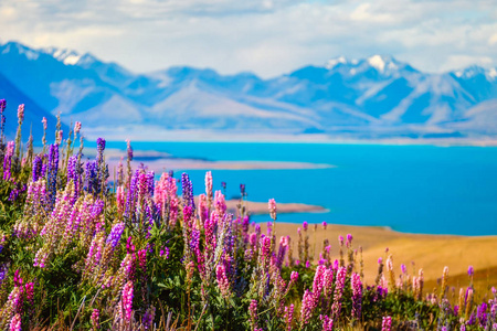 特卡波湖 鲜花和山脉，新西兰的花园景观