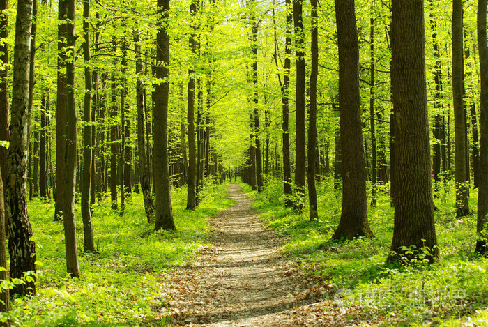 森林丛林森林似的一丛一片