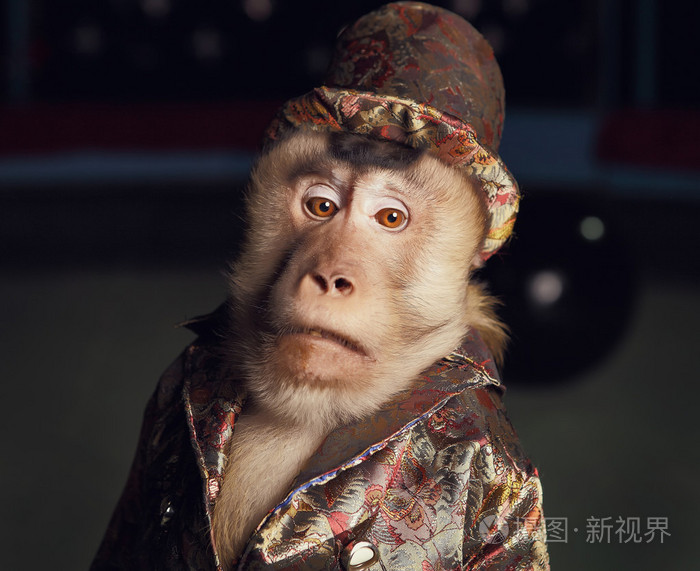 马戏团黑猩猩猴子穿西装戴帽子