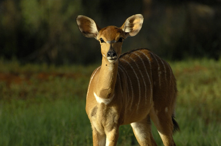 林羚一种南非羚羊 薮羚
