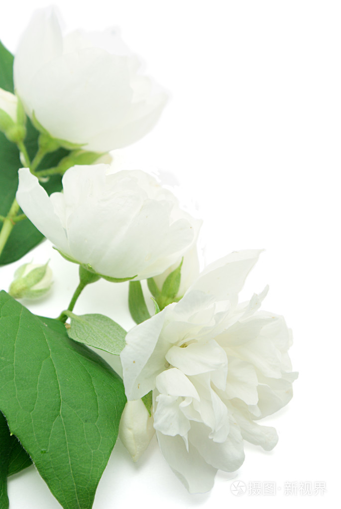 茉莉茉莉香料淡黄色