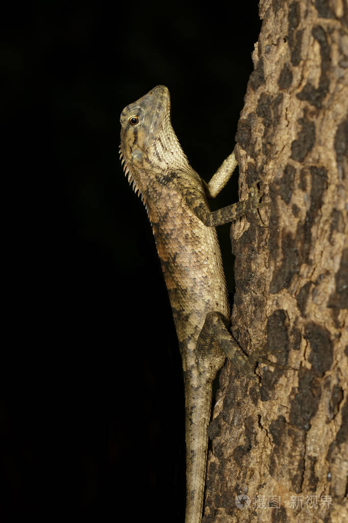 树上的棕色变色龙的形象爬行动物动物