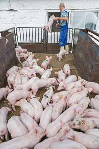 农夫的猪，拖车与猪仔猪运输
