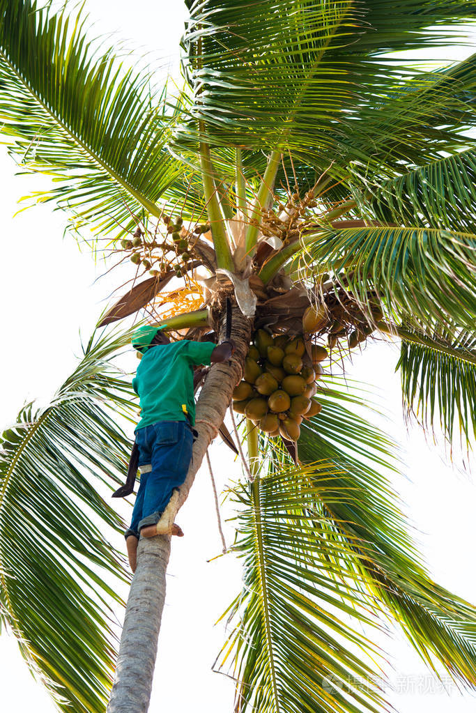 棕榈工人摘椰子