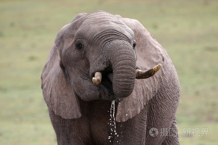 非洲象消渴