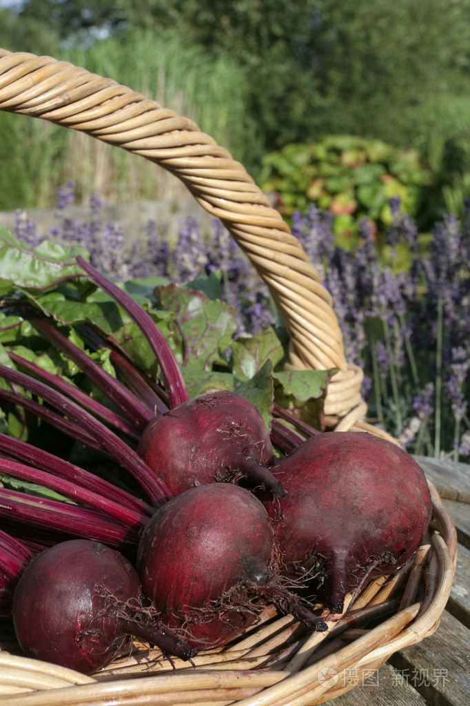刚采摘的甜菜根在篮子里