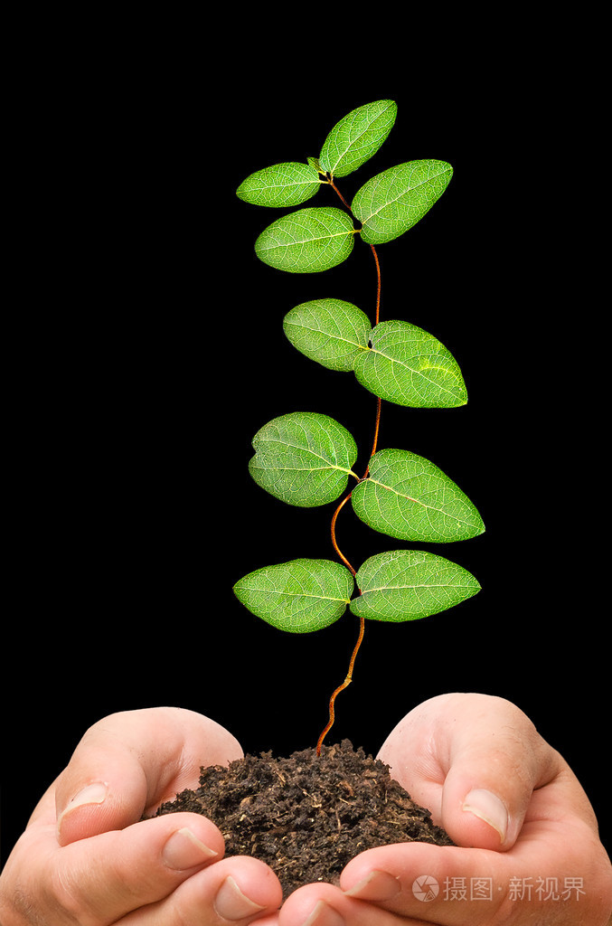 在棕榈树中发芽作为保护自然的象征