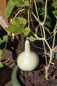 葫芦藤葫芦藤上照片