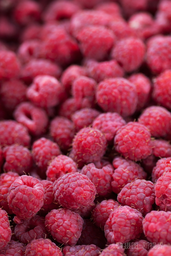 悬钩子树覆盆子木莓树呸声嘘声色彩紫红色