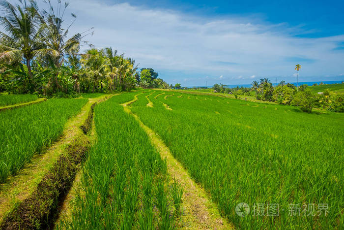 绿色稻田关闭。水稻对水稻梯田，巴厘岛，巴厘岛，水中