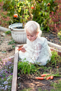 一个可爱的小2岁的蹒跚学步的女孩坐在一张凸起的花园床上, 从后院的泥土中采摘新鲜的胡萝卜, 同时穿着漂亮的白色蕾丝裙。