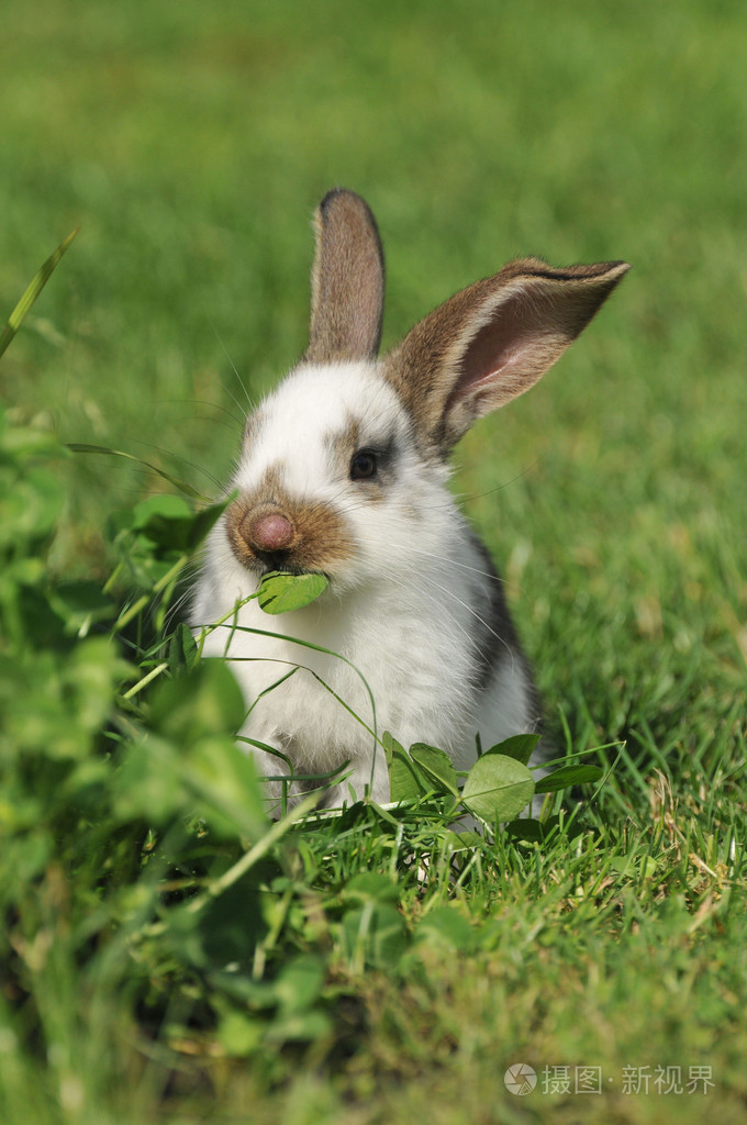 小兔子吃东西